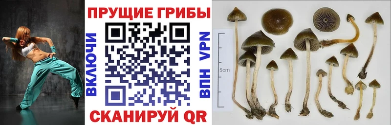 Галлюциногенные грибы Psilocybine cubensis  Мосальск 